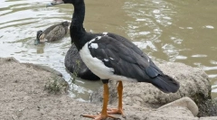 Poluklista